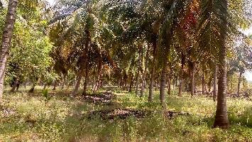 Agricultural Land for Sale in Boothipuram, Theni