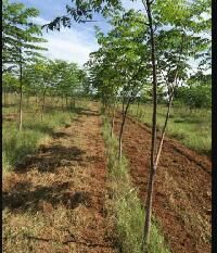  Agricultural Land for Sale in Gannavaram, Vijayawada