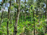  Agricultural Land for Sale in Nedumkandam, Idukki