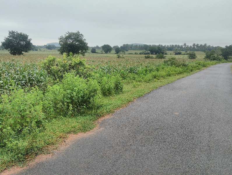 Agricultural Land 1 Acre for Sale in Sattur, Davanagere