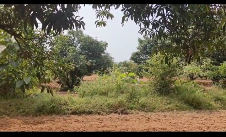  7 Acre Agricultural/Farm Land for Sale in Tiruttani, Thiruvallur