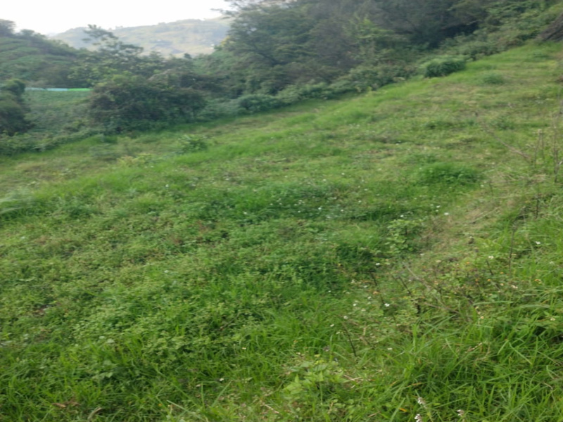  Residential Plot 15967 Sq.ft. for Sale in Vilpatti, Kodaikanal