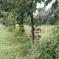  Agricultural Land for Sale in near begur, Chamarajanagar, Chamarajanagar