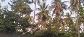 Agricultural Land for Sale in Bargur, Krishnagiri