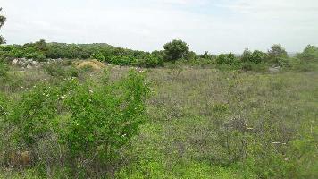  Agricultural Land for Sale in Yadamari, Chittoor