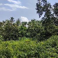 Agricultural Land for Sale in Pezari, Alibag, Raigad