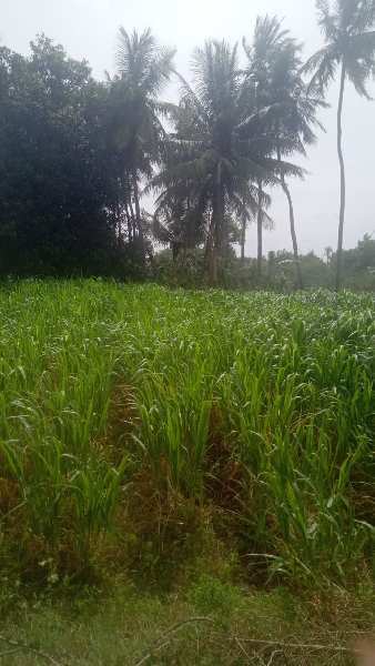 Agricultural Land 750000 Acre for Sale in Pettavaithalai, Tiruchirappalli