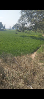  Agricultural Land for Sale in Kyampur Bhediya, Kasganj