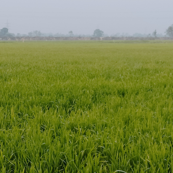  Agricultural Land 3 Bigha for Sale in Kyampur Bhediya, Kasganj