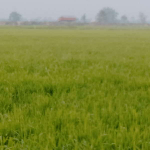  Agricultural Land 3 Bigha for Sale in Kyampur Bhediya, Kasganj