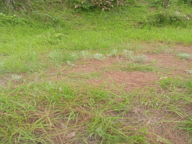  Agricultural Land 8 Bigha for Sale in Bhogpur, Haridwar