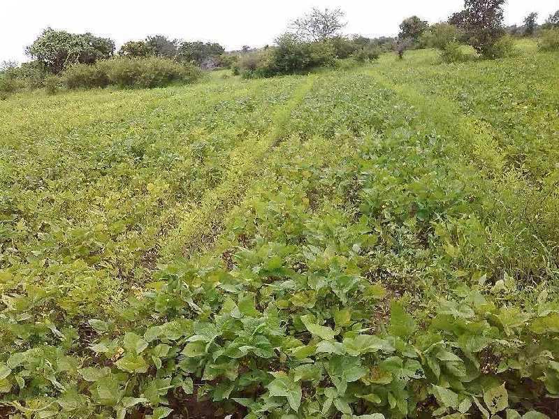 Agricultural Land 11 Acre for Sale in Karanja, Washim (REI768518)