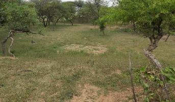  Agricultural Land for Sale in Kukas, Jaipur