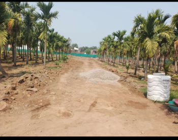  Residential Plot for Sale in Alibag, Raigad