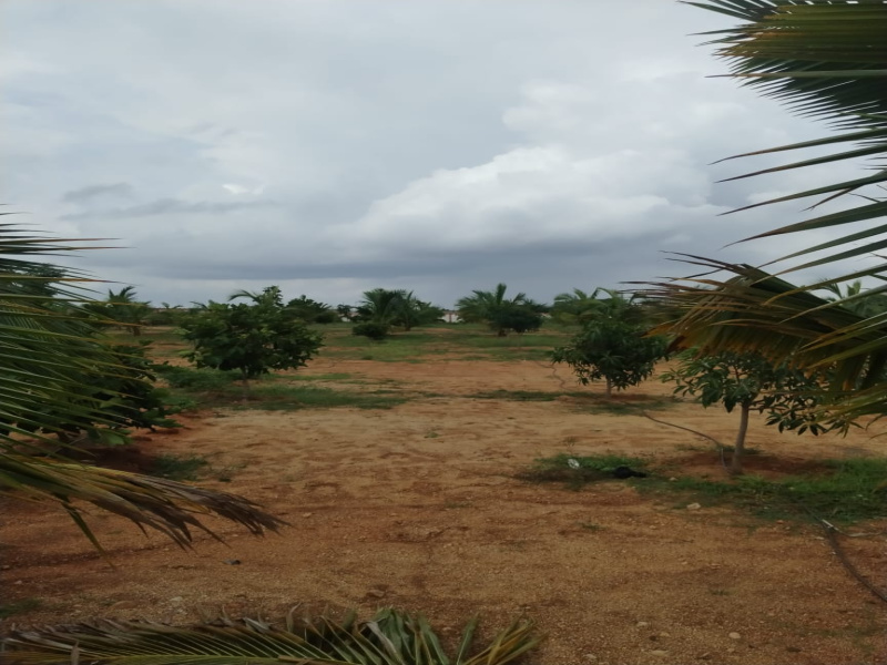  Agricultural Land 242 Sq. Yards for Sale in Maheshwaram, Hyderabad