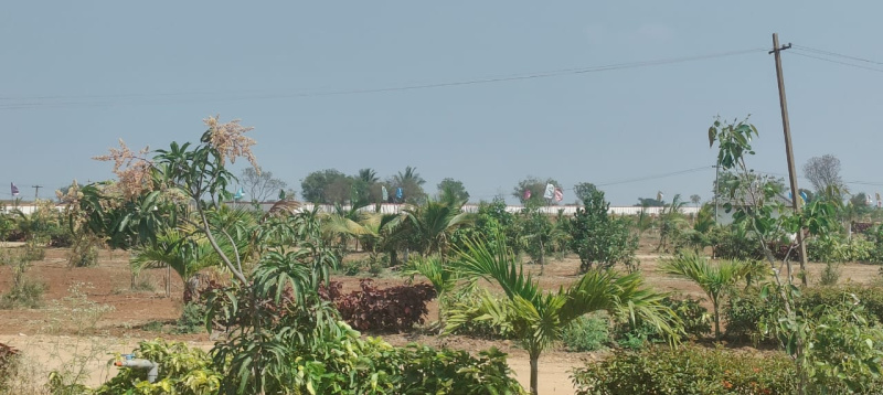 Agricultural Land 242 Sq. Yards for Sale in Amangal, Hyderabad