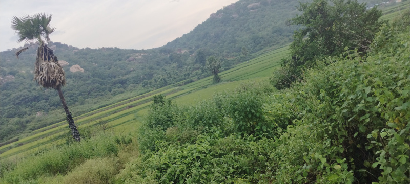  5 Ares Agricultural/Farm Land for Sale in Shadnagar, Hyderabad