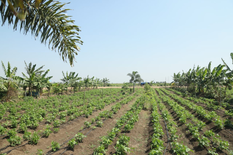  302 Sq. Yards Residential Plot for Sale in Bibi Nagar, Hyderabad