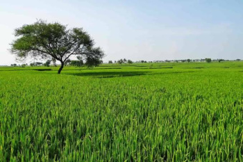  Commercial Land for Sale in Berla, Bemetara