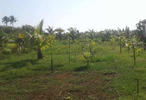  Agricultural Land for Sale in Shrivardhan, Raigad