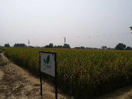  Agricultural Land for Sale in Multania Road, Bathinda