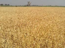  Agricultural Land for Sale in Baramati, Pune