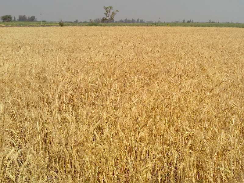 Agricultural Land 7 Acre for Sale in Baramati, Pune