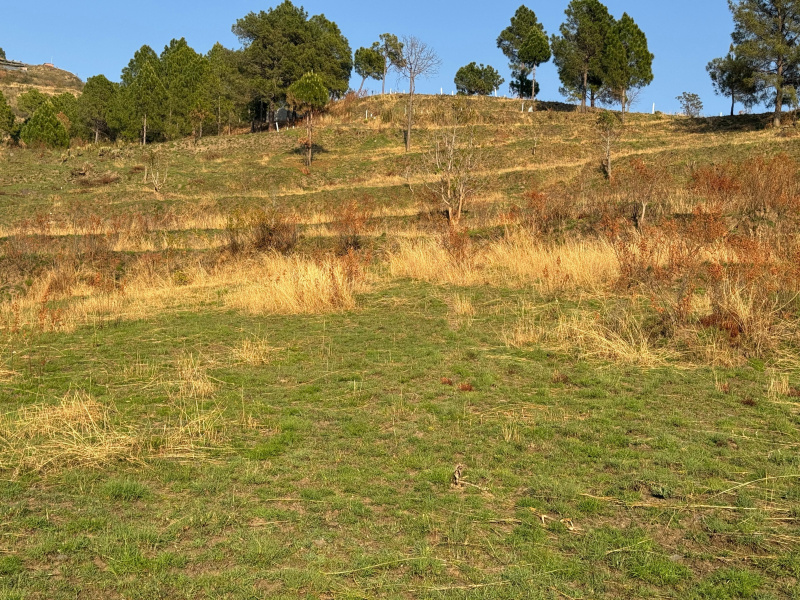  Agricultural Land 25 Acre for Sale in Tehri, Tehri Garhwal