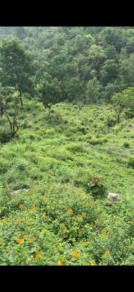  Agricultural Land 56160 Sq.ft. for Sale in Neelkanth Road, Rishikesh
