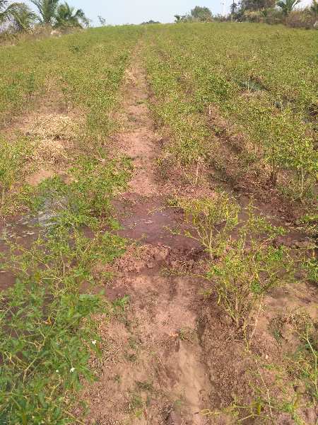 Agricultural Land 1 Acre for Sale in Channagiri, Davanagere