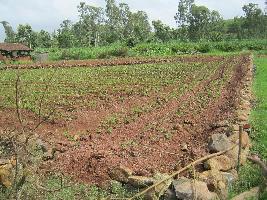  Agricultural Land for Sale in Karveer, Kolhapur