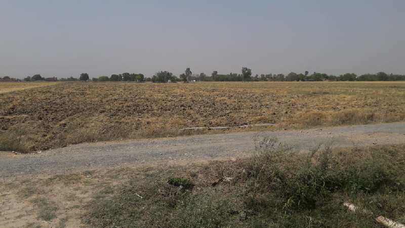 Agricultural Land 4 Bigha for Sale in Chakia, Chandauli