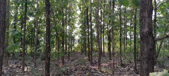  Agricultural Land for Sale in Arcot, Vellore