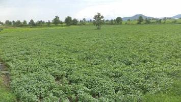  Agricultural Land for Sale in Kannod, Dewas