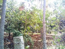  Agricultural Land for Sale in Alanganallur, Madurai