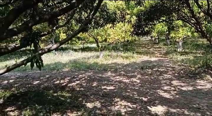 Agricultural Land 90 Bigha for Sale in