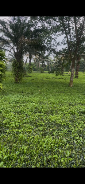  Agricultural Land 84 Acre for Sale in Arabinda Pally, Siliguri