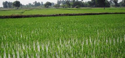  Agricultural Land for Sale in Parner, Ahmednagar