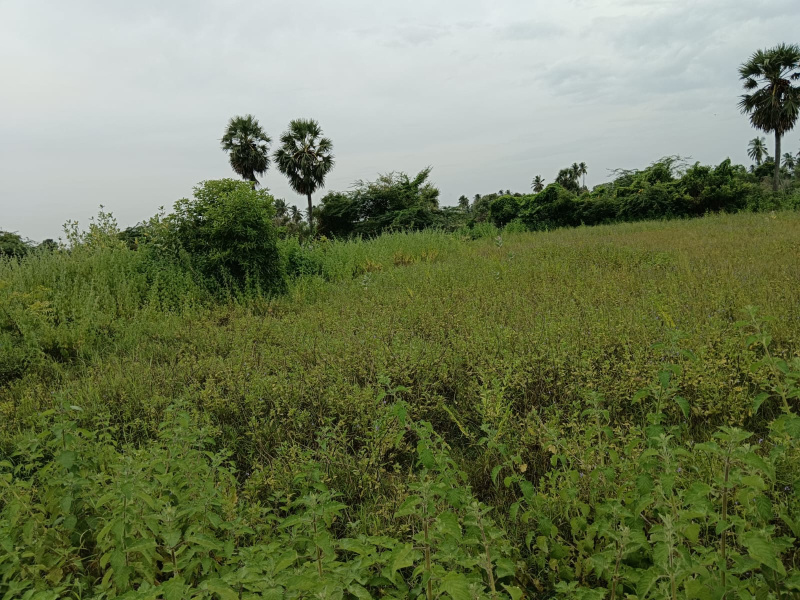  Agricultural Land 2 Acre for Sale in Arani, Tiruvannamalai