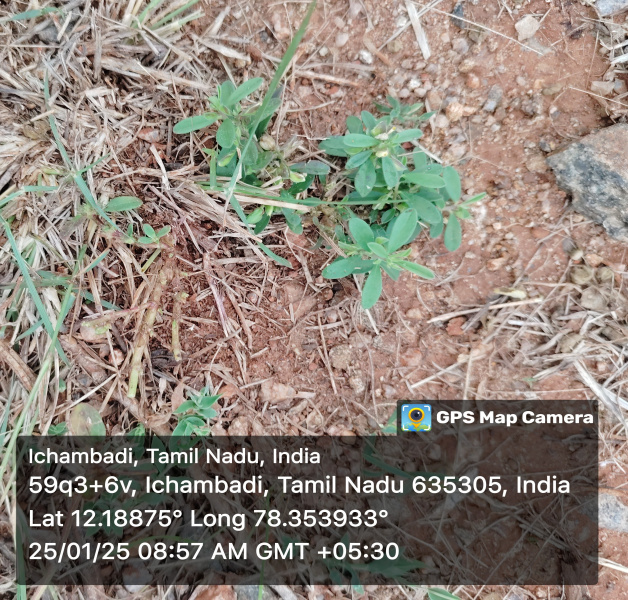  Industrial Land 10000 Sq.ft. for Sale in Kambainallur, Dharmapuri