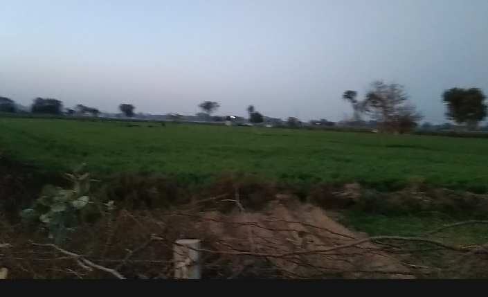  Agricultural Land 2 Bigha for Sale in Mahaban, Mathura