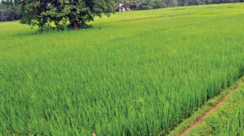 Agricultural Land 20 Bigha for Sale in Behat, Saharanpur