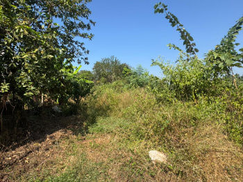 Agricultural Land for Sale in Murbad, Thane