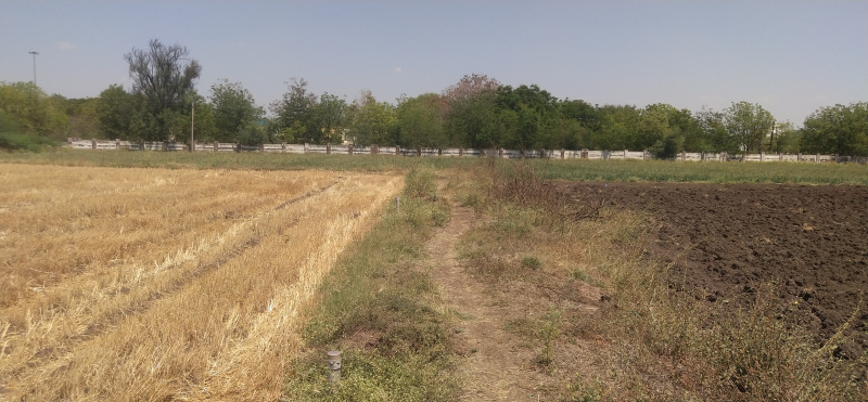 Agricultural Land 22 Acre for Sale in Sangamner, Ahmednagar