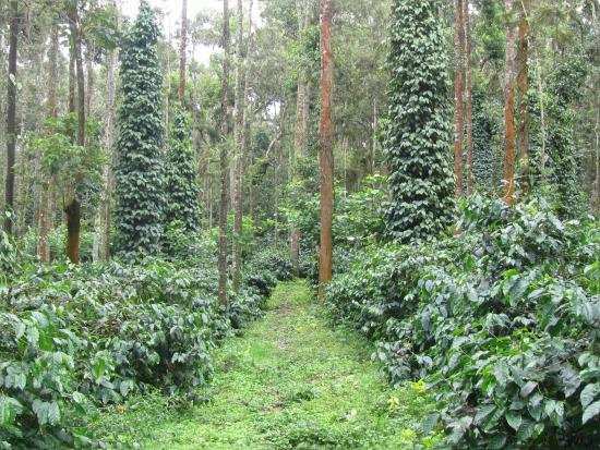 Agricultural Land 1 Acre for Sale in Munnar, Idukki