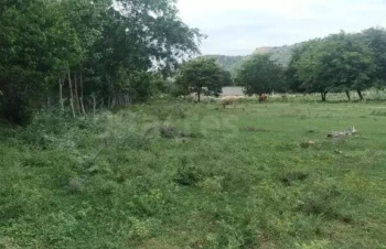  Residential Plot for Sale in Palampur, Kangra