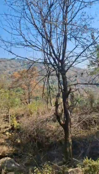  Residential Plot for Sale in Yol Cantt, Dharamsala