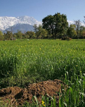  Residential Plot for Sale in Sukkad Road, Dharamsala