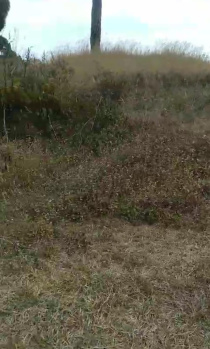  Residential Plot for Sale in Nagrota Bagwan, Kangra