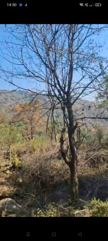  Residential Plot for Sale in Gharoh, Dharamsala